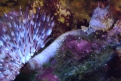 brown-and-white-feather-duster-worm-out-010