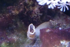 brown-and-white-feather-duster-worm-tubed-001
