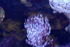 brown-and-white-feather-duster-worm-tubed-0018