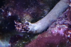 brown-and-white-feather-duster-worm-tubed-002