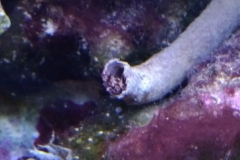 brown-and-white-feather-duster-worm-tubed-003