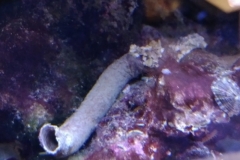 brown-and-white-feather-duster-worm-tubed-004