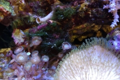 brown-and-white-feather-duster-worm-tubed-005