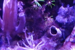 brown-and-white-feather-duster-worm-tubed-006