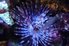 brown-and-white-feather-duster-worm-tubed-009