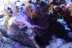 brown-feather-duster-worm-out-001