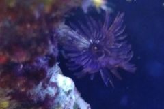 brown-feather-duster-worm-out-002