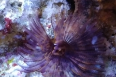 brown-feather-duster-worm-out-003