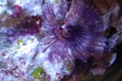 brown-feather-duster-worm-out-004