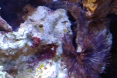 brown-feather-duster-worm-out-005