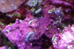 small-red-feather-duster-cluster-001