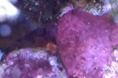 small-red-feather-duster-hard-shell-001