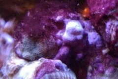 small-red-feather-duster-hard-shell-002