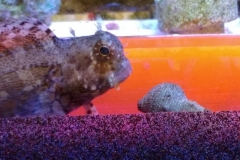 fish-lawmower-goby-001