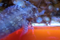 fish-lawmower-goby-002