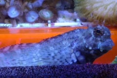 fish-lawmower-goby-003