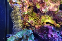 fish-lawmower-goby-feeding-on-rock-001