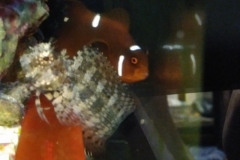 fish-lawmower-goby-sitting-by-clownfish-001