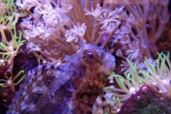 fish-lawmower-goby-sitting-by-coral-001