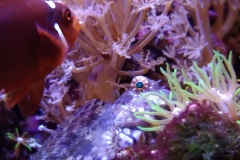 fish-lawmower-goby-sitting-by-coral-002