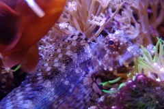 fish-lawmower-goby-sitting-by-coral-003