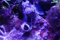 fish-lawmower-goby-sitting-by-feather-duster-tube-worm-001