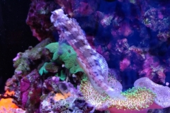 fish-lawmower-goby-sitting-by-mushroom-coral-001