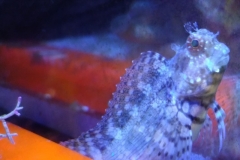 fish-lawmower-goby-sitting-on-glass-001