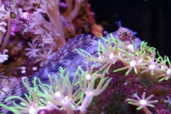 fish-lawmower-goby-sitting-on-polyps-001