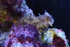 fish-lawmower-goby-sitting-on-rock-001