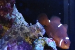 fish-lawmower-goby-sitting-on-rock-002