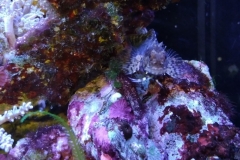 fish-lawmower-goby-sitting-on-rock-003