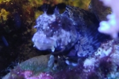 fish-lawmower-goby-sitting-on-rock-004