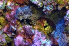 fish-lawmower-goby-sitting-on-rock-005