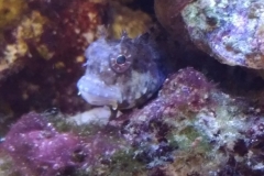 fish-lawmower-goby-sitting-on-rock-006
