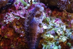 fish-lawmower-goby-sitting-on-rock-007