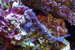 fish-lawmower-goby-sitting-on-rock-008