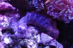 fish-lawmower-goby-sitting-on-rock-009