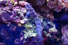 fish-lawmower-goby-sitting-on-rock-010