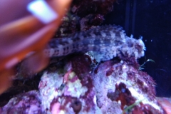 fish-lawmower-goby-sitting-on-rock-011