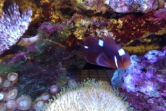 fish-maroon-clown-001