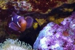 fish-maroon-clown-002