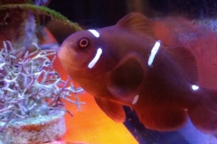 fish-maroon-clown-003