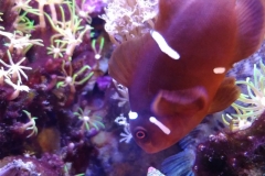 fish-maroon-clown-004