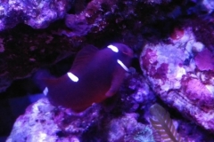 fish-maroon-clown-005