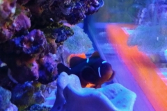 fish-maroon-clown-006