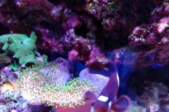 fish-maroon-clown-007