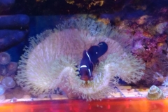 fish-maroon-clown-bedding-in-leather-coral-001