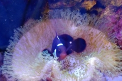 fish-maroon-clown-bedding-in-leather-coral-002