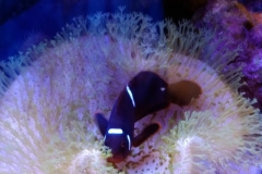 fish-maroon-clown-bedding-in-leather-coral-003